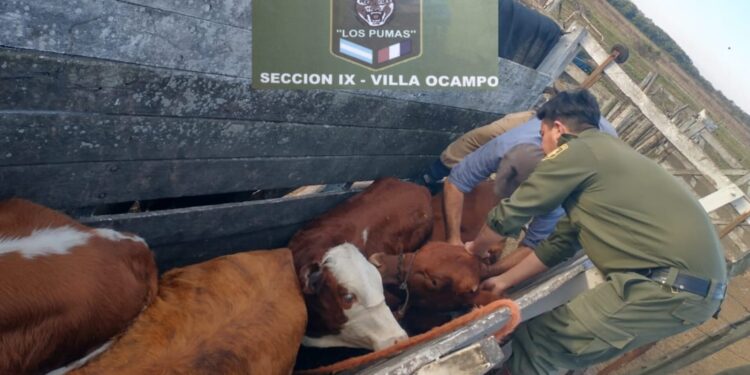 La Guardia Rural “Los Pumas” de Sección N°9 – Villa Ocampo tras el rápido accionar lograron recuperar animales vacunos que habían sido sustraídos. 