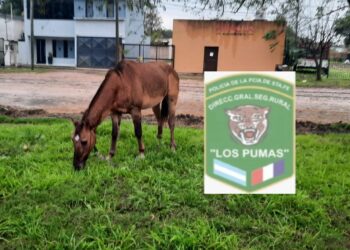 Animales sueltos en la vía pública: notificaron a los dueños por omisión de custodia.
