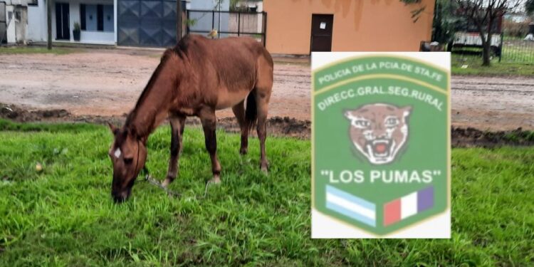 Animales sueltos en la vía pública: notificaron a los dueños por omisión de custodia.