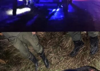 Personal de la Guardia Rural “Los Pumas”, de Villa Ocampo intervinieron en Accidente de tránsito e iniciaron actuaciones por omisión de custodia animal.