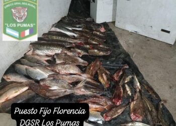 Florencia: Operativo contra la depredación ictícola con decomiso de 200 kilos de peces