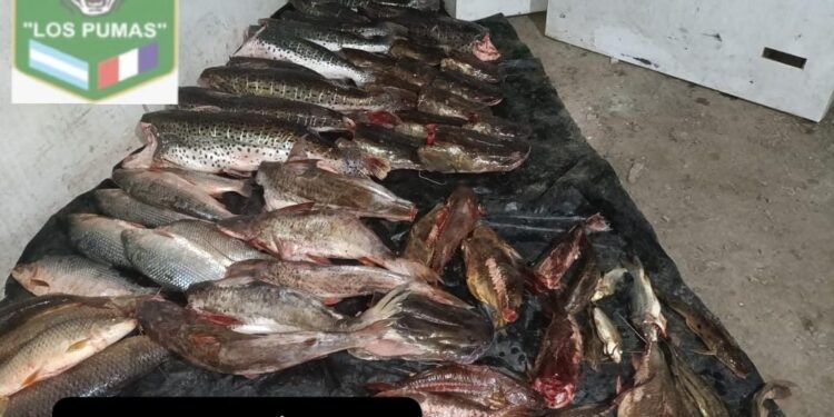 Florencia: Operativo contra la depredación ictícola con decomiso de 200 kilos de peces