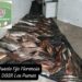 Florencia: Operativo contra la depredación ictícola con decomiso de 200 kilos de peces