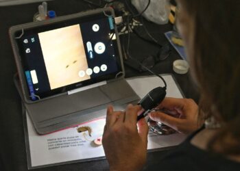 Objetivo Dengue: cómo funciona la red de monitoreo que permitió detectar la presencia del mosquito todo el año.