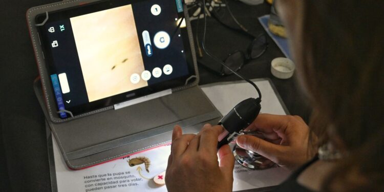 Objetivo Dengue: cómo funciona la red de monitoreo que permitió detectar la presencia del mosquito todo el año.