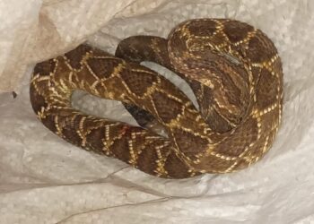 FLORENCIA: Un pescador fue mordido por una víbora y debió ser rescatado en medio de la lluvia.