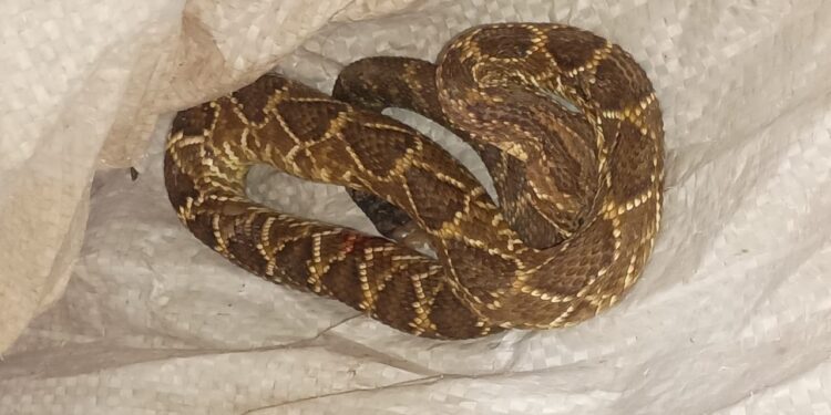 FLORENCIA: Un pescador fue mordido por una víbora y debió ser rescatado en medio de la lluvia.