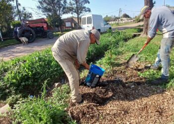 VILLA OCAMPO: PLAN DE ARBOLADO URBANO.