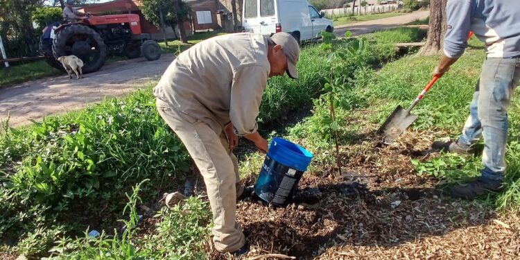 VILLA OCAMPO: PLAN DE ARBOLADO URBANO.