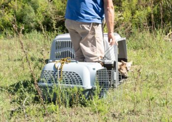 Biodiversidad: en 2025, Provincia ya liberó 460 animales silvestres en sus hábitats naturales.