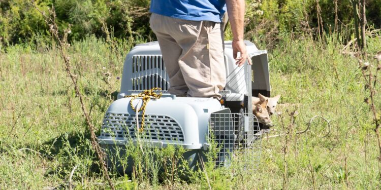 Biodiversidad: en 2025, Provincia ya liberó 460 animales silvestres en sus hábitats naturales.