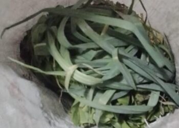 LAS TOSCAS: DETIENEN A JOVEN POR HURTO DE VERDURAS EN PLANTA FABRIL.