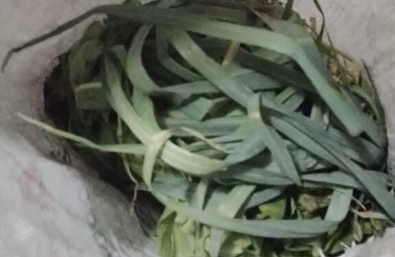 LAS TOSCAS: DETIENEN A JOVEN POR HURTO DE VERDURAS EN PLANTA FABRIL.