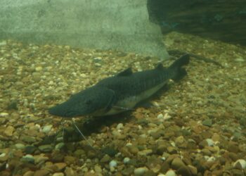 Santa Fe establece la veda para la pesca de surubí.