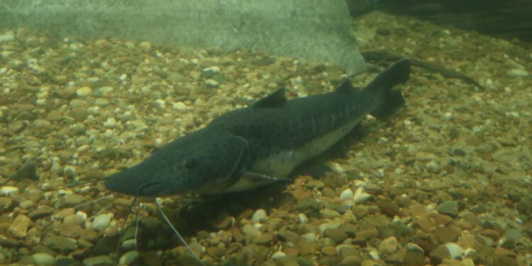 Santa Fe establece la veda para la pesca de surubí.