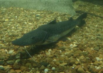 Se establece la veda para la pesca de surubí en todo el territorio provincial