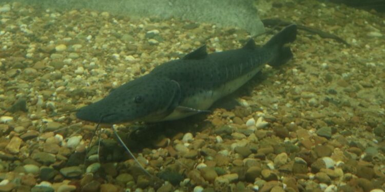 Se establece la veda para la pesca de surubí en todo el territorio provincial