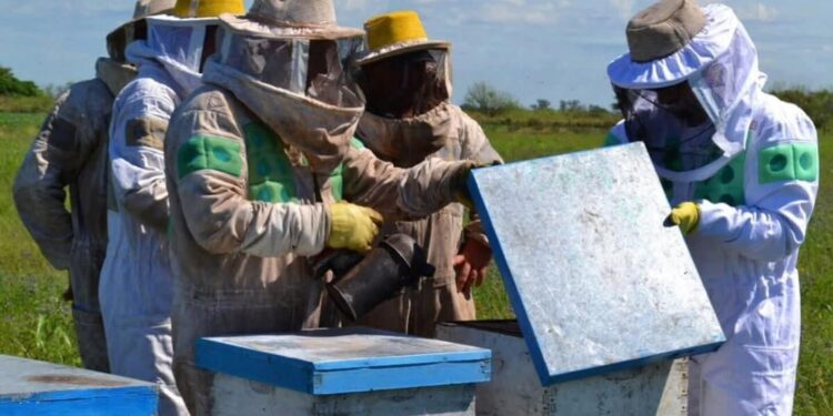 La ADR Reconquista otorgó más de $170 millones en créditos a productores apícolas del norte santafesino