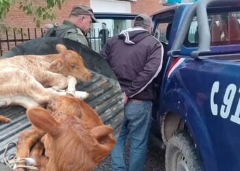 POR ANTONIO PARÉ: NO ES CUESTIÓN DE SOCIEDAD, ES LA MENTALIDAD DE CADA INDIVIDUO: UN EMPLEADO MUNICIPAL SE ROBÓ 2 TERNEROS DE 15 DÍAS DE VIDA EN RECONQUISTA