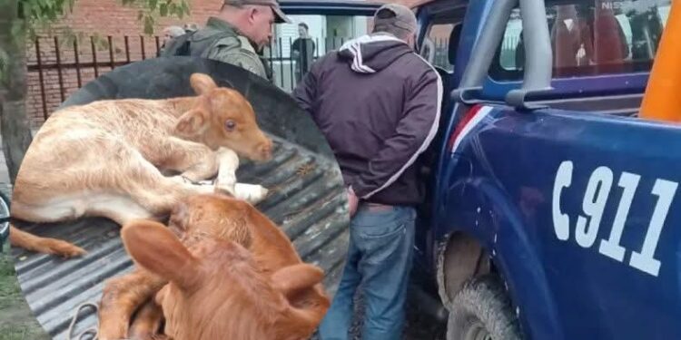 POR ANTONIO PARÉ: NO ES CUESTIÓN DE SOCIEDAD, ES LA MENTALIDAD DE CADA INDIVIDUO: UN EMPLEADO MUNICIPAL SE ROBÓ 2 TERNEROS DE 15 DÍAS DE VIDA EN RECONQUISTA