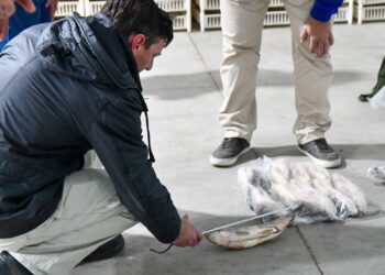 Para evitar el colapso ecológico, Provincia suspenderá por un año el acopio de pescado para exportación.