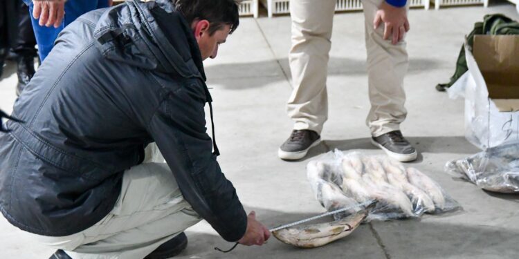 Para evitar el colapso ecológico, Provincia suspenderá por un año el acopio de pescado para exportación.