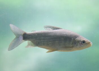 Por qué es importante limitar la exportación de peces del río Paraná.