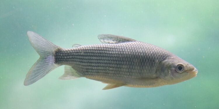 Por qué es importante limitar la exportación de peces del río Paraná.