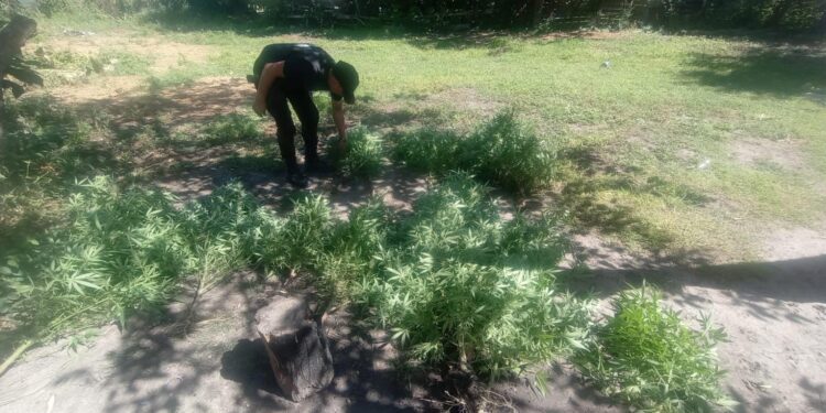  Hallazgo y Secuestro de Plantas Presuntamente Estupefacientes en Villa Ocampo.