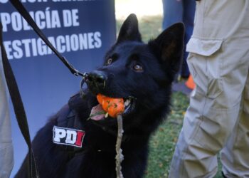 Perros campeones de la PDI: brindaron detalles sobre la destacada participación en el Campeonato Argentino.