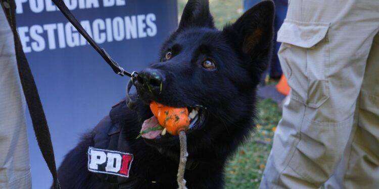 Perros campeones de la PDI: brindaron detalles sobre la destacada participación en el Campeonato Argentino.