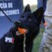 Perros campeones de la PDI: brindaron detalles sobre la destacada participación en el Campeonato Argentino.