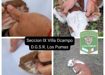 Un detenido en Villa Ocampo por abigeato.