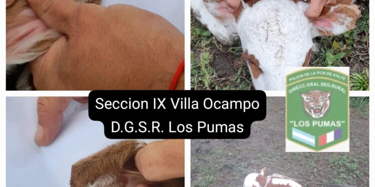 Un detenido en Villa Ocampo por abigeato.