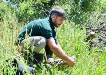 Ambiente: se concretó en Santa Fe la reinserción de Ricardito, el yacaré que pasó más de 10 años en el Instituto Malbrán.