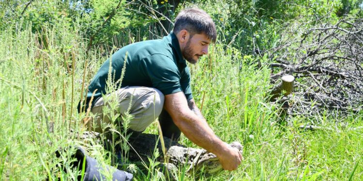 Ambiente: se concretó en Santa Fe la reinserción de Ricardito, el yacaré que pasó más de 10 años en el Instituto Malbrán.