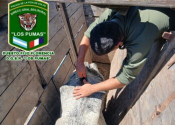 DGSR “Los Pumas” de Florencia, esclarecieron un hecho de Abigeato.