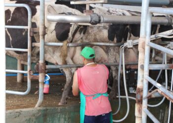 Santa Fe lidera las exportaciones lácteas y consolida el crecimiento del sector.