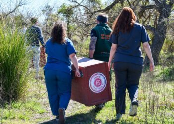 Biodiversidad: Provincia concretó más de 500 liberaciones de fauna silvestre en 2025.