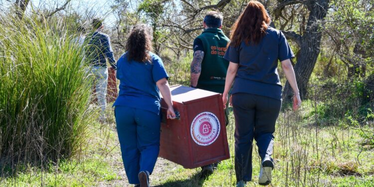 Biodiversidad: Provincia concretó más de 500 liberaciones de fauna silvestre en 2025.