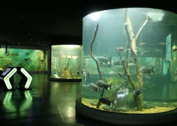 Verano en el Acuario del Río Paraná: convocatoria para colonias y polideportivos.