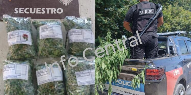  Villa Ocampo: Aprehenden a un joven y secuestran plantas de marihuana durante un patrullaje preventivo.