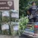  Villa Ocampo: Aprehenden a un joven y secuestran plantas de marihuana durante un patrullaje preventivo.