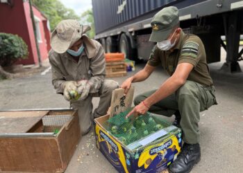 Ambiente: Provincia recibió más de 500 animales silvestres decomisados.