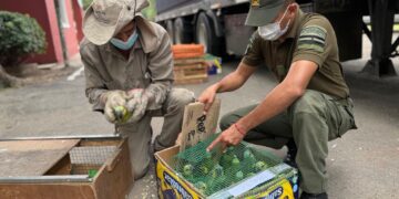 Ambiente: Provincia recibió más de 500 animales silvestres decomisados.