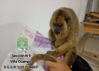 Personal de la Guardia Rural “Los Pumas” de Villa Ocampo, desplegaron tareas para rescatar a un mono carayá.