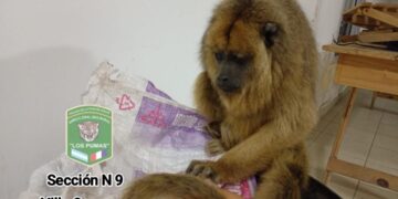 Personal de la Guardia Rural “Los Pumas” de Villa Ocampo, desplegaron tareas para rescatar a un mono carayá.