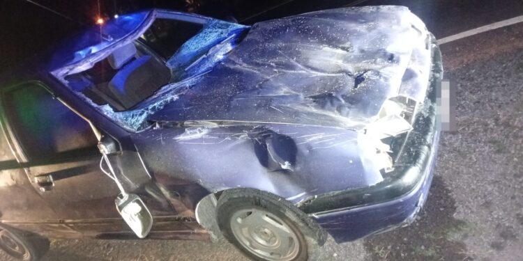 VILLA OCAMPO: automovilista chocó contra una yegua y su potrillo sobre Ruta 32.