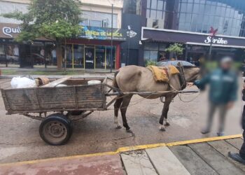 Reconquista: secuestran una yegua preñada por presunto maltrato animal.