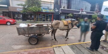 Reconquista: secuestran una yegua preñada por presunto maltrato animal.